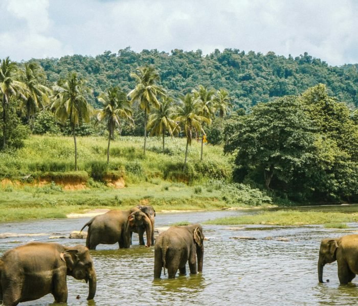 pexels-symeon-ekizoglou-1107605-9025410