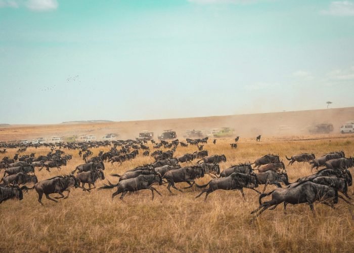 harshil-gudka-aKcVSSDotgo-unsplash(1)